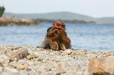 YORKSHIRE TERRIER 346